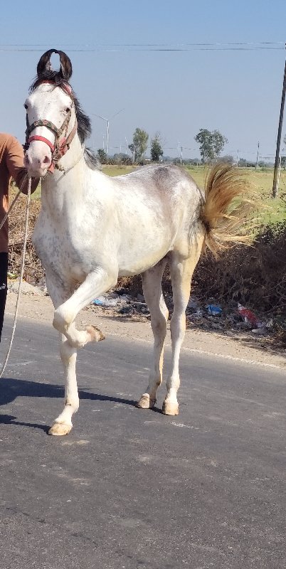 વસેરી સજાબ