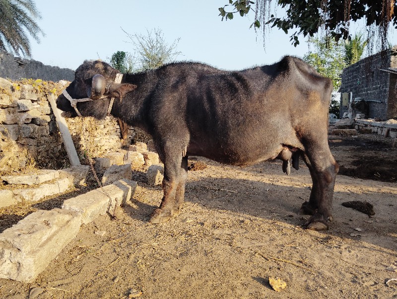 ભેસ વેશવાની છે