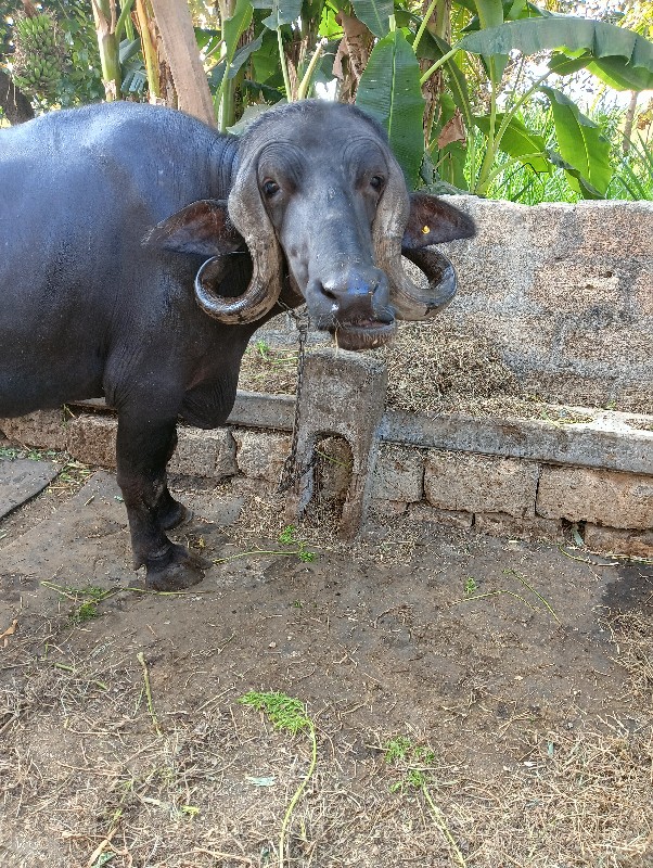 ખડેલી વેચવાની