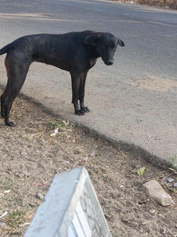 lebra dog