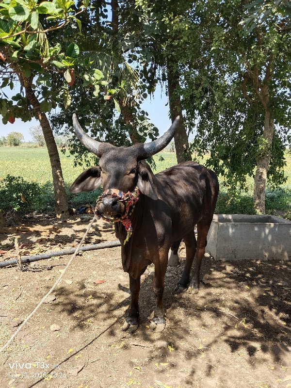 ગોધલો વેચવાનો છ...