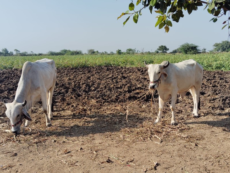 બળદ વેચવા ના છે