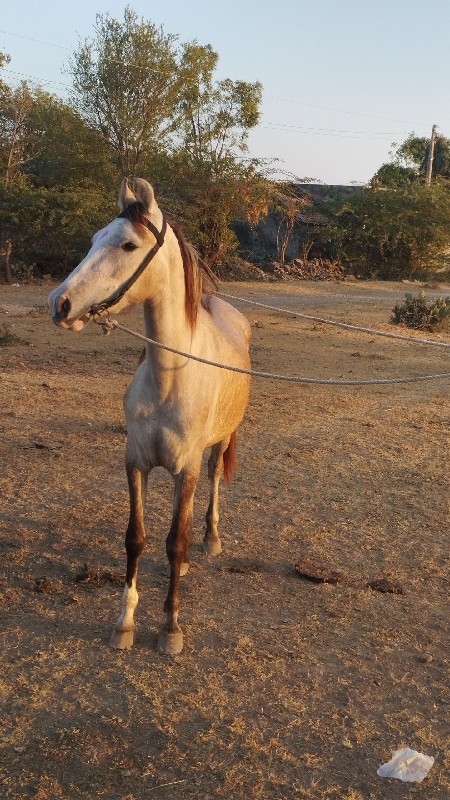 વછેરી