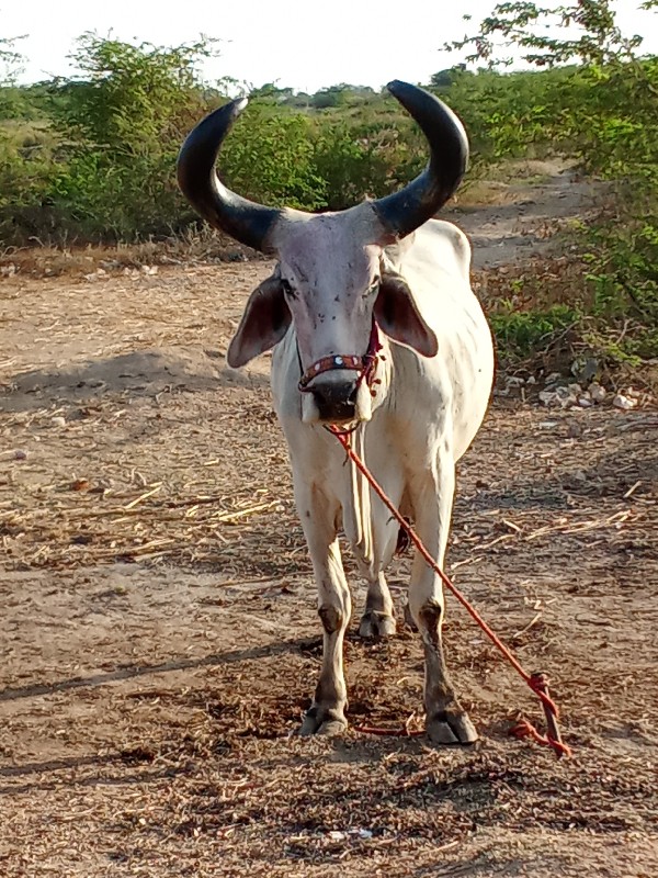 Shri Ji dharna...