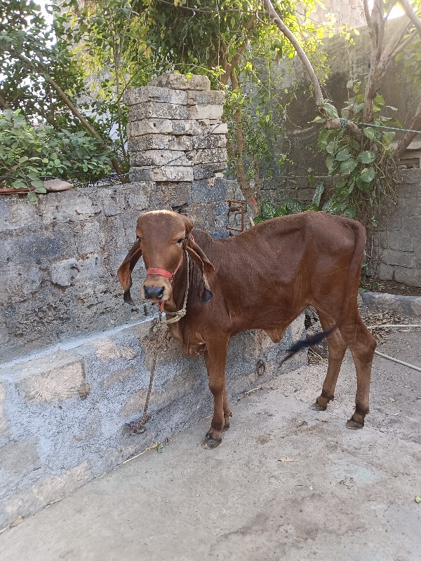 વાશડી બે વર્ષ ન...