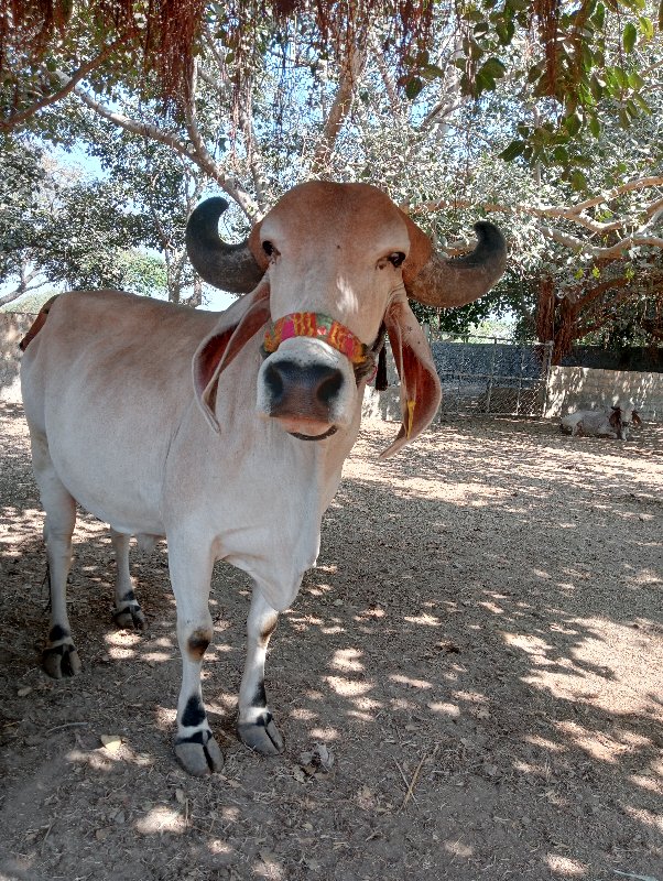 ગાય વેસવાની સે