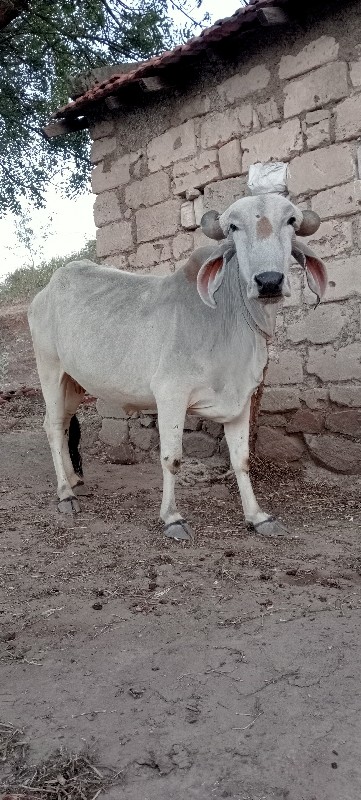 ગાય