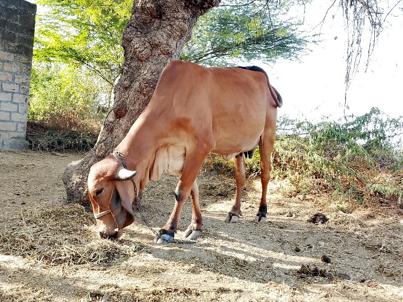 ગાય દેશી