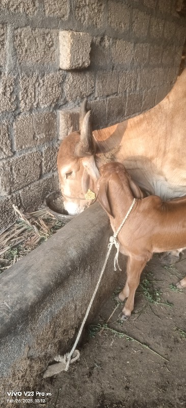 ગાય દેવાની છે