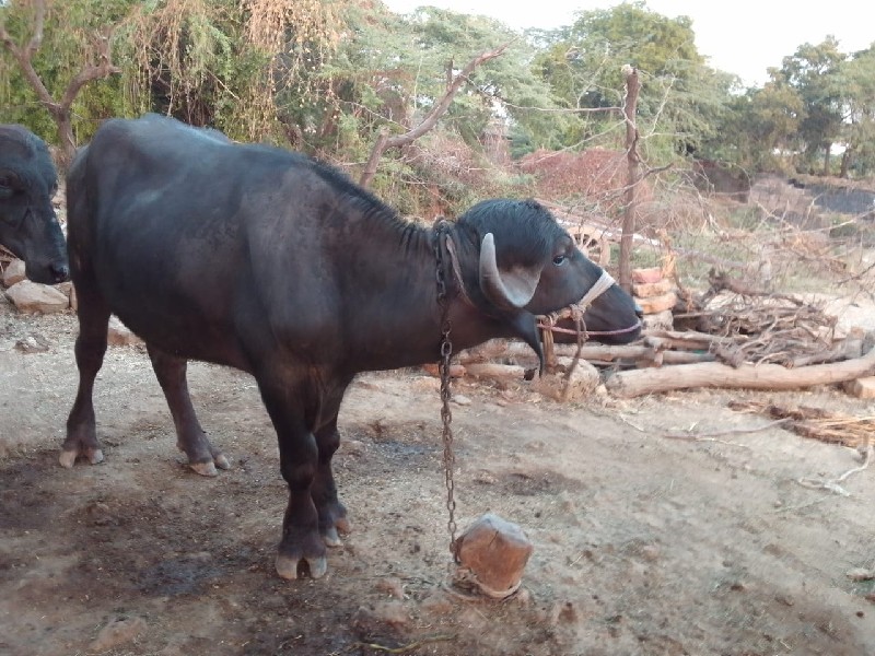 પાડો વેચવાનો છે