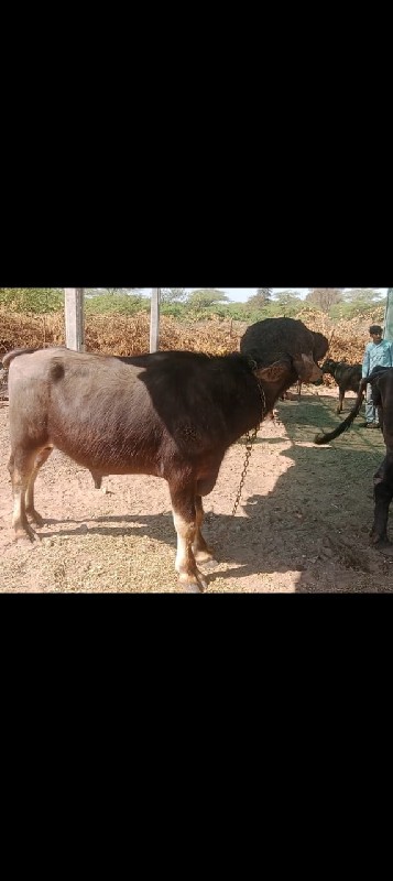 પાડો વેચવા નો છ...