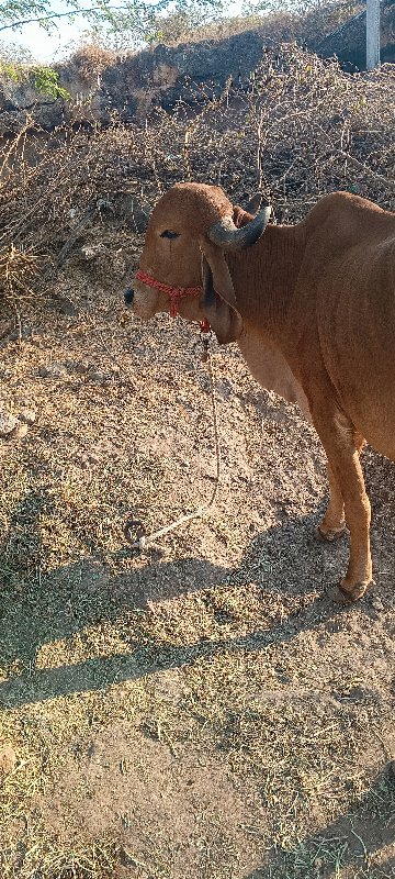 ગાય વેચવા ની છે