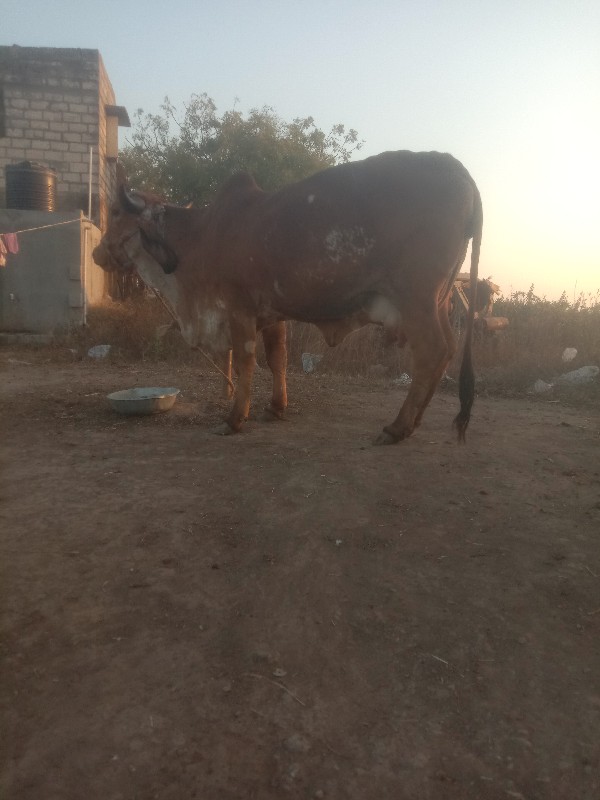 દેશી ગાય વેચવાન...