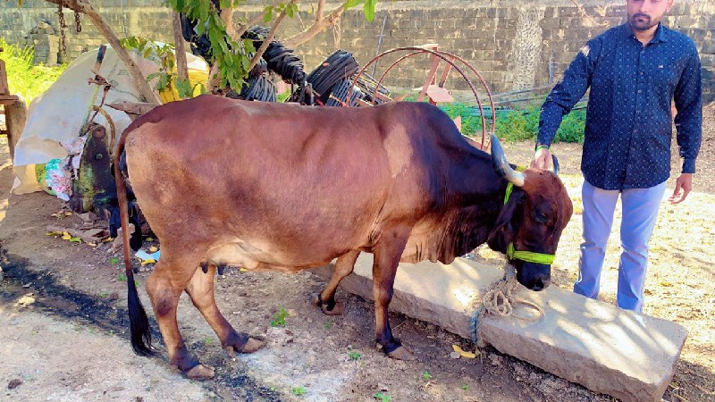 ગાય  વેચવાની છે...