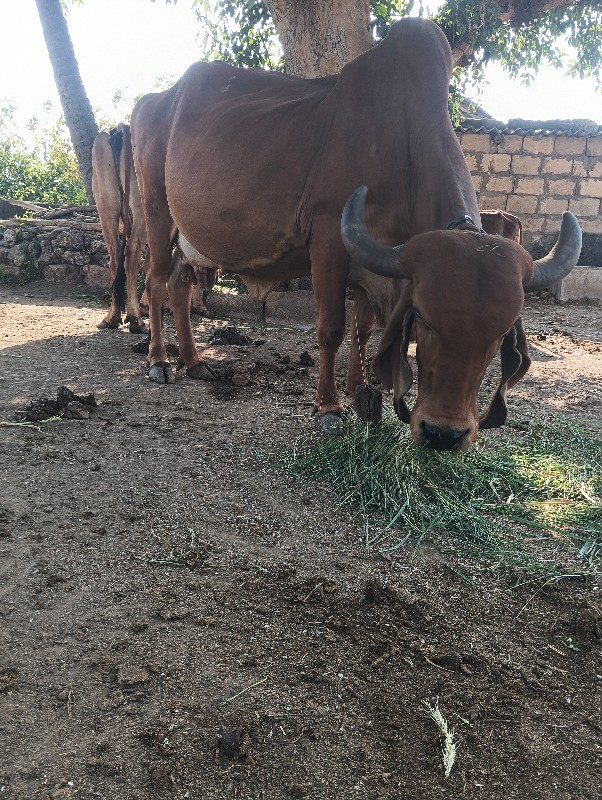 ગાય વેચવાની છે