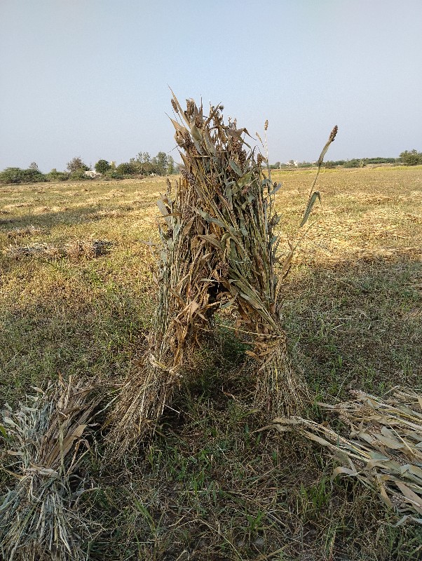 સુકલ જુવાર