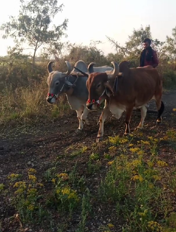 બળદ વેચવાના છે