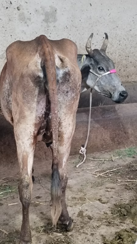 દસ દિવસની વીણેલ...