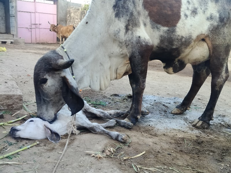 લીલડી ઓડકી કાળી...