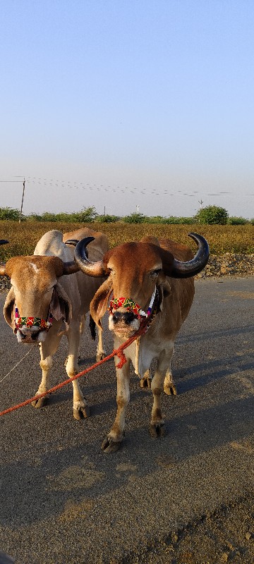 મારે બીએ ફરી જા...