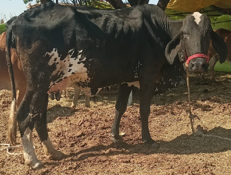 ગાય છે