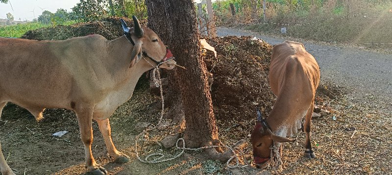 બળદ ગોઠલા વેચવા...