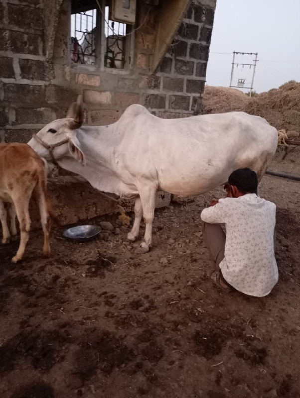 આ ગાય વેચવાની છ...