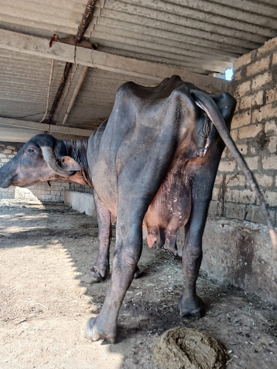 આ.ભેશવેશવાનિછે