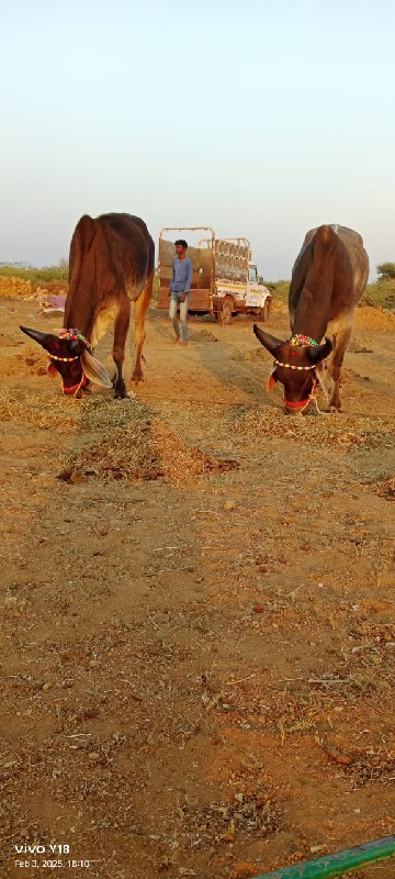 ગોઢલા વેચવાના છ...