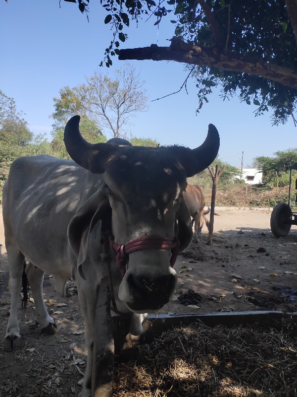 ગાય, વેચવાની, છ...