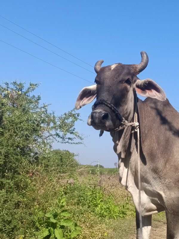 સાડા કરવા