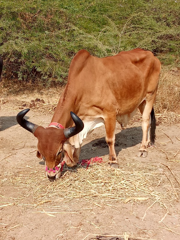 ફુલ જવાબ વેચવાન...