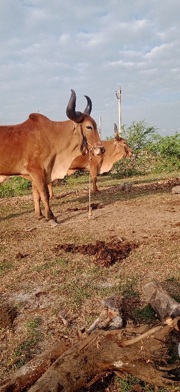 દેવીપુજક લે વેચ