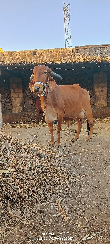 બે ઓરીજનલ ગીર ગ...