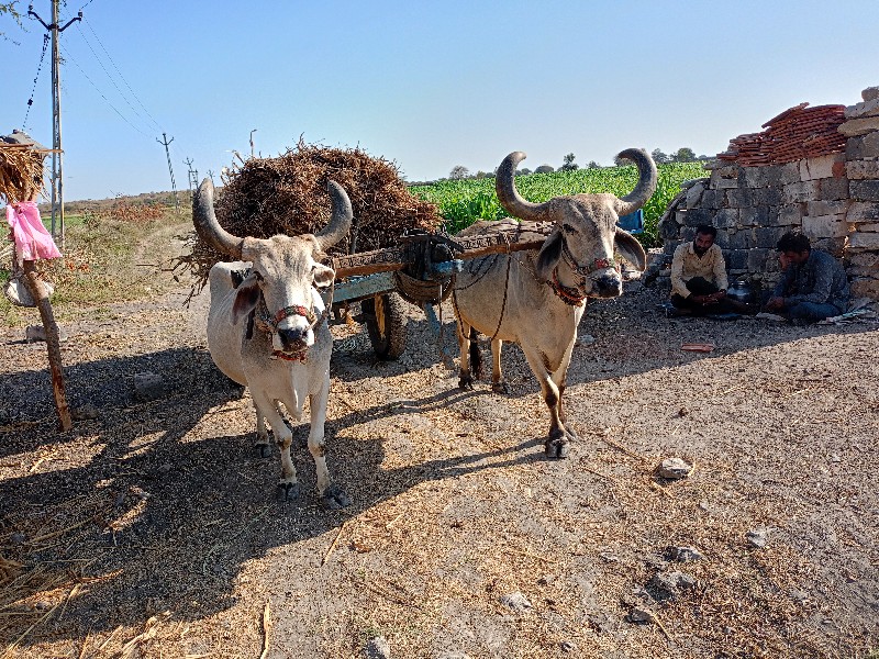 બળદ વૅશવાના છે