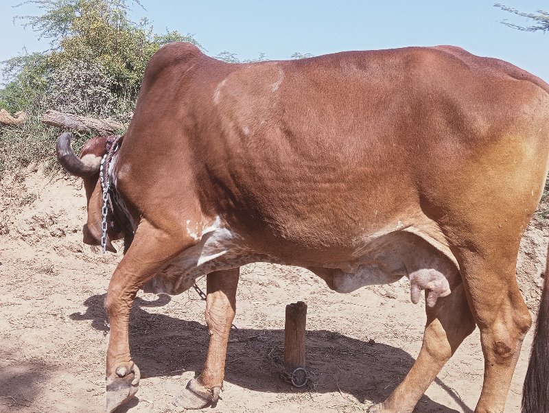 ઓરીજનલ ગીર ગાય