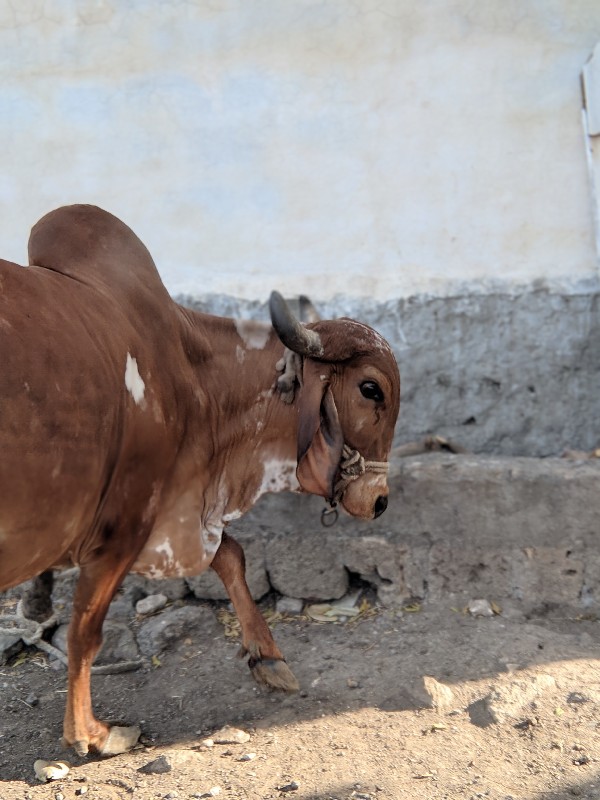 ગાય વેચવાની છે