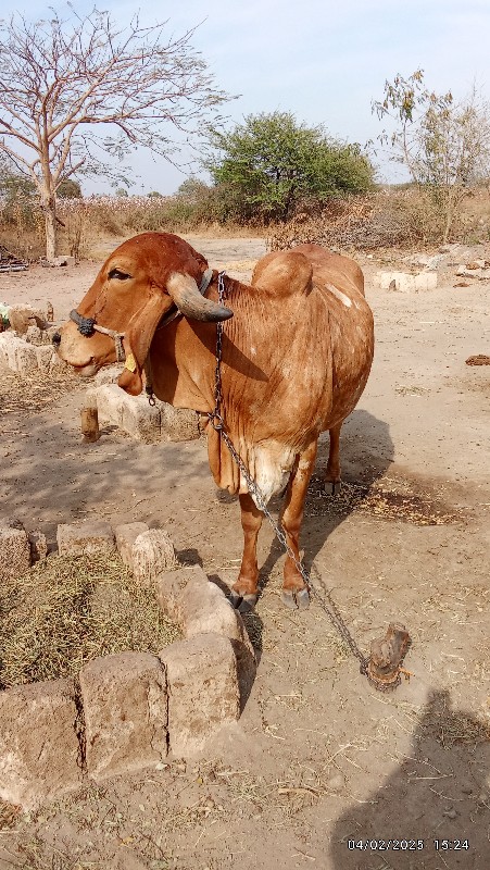 ગીર ગાય વેચવાની