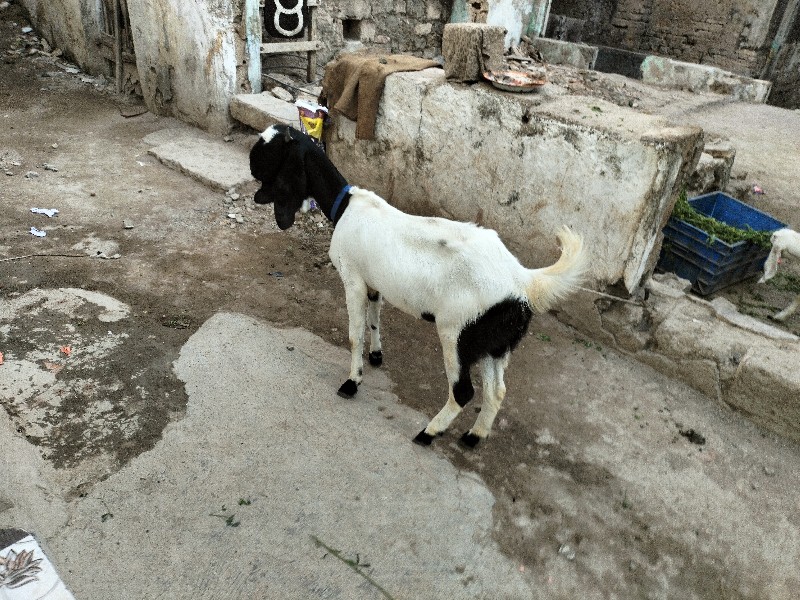 Bakri