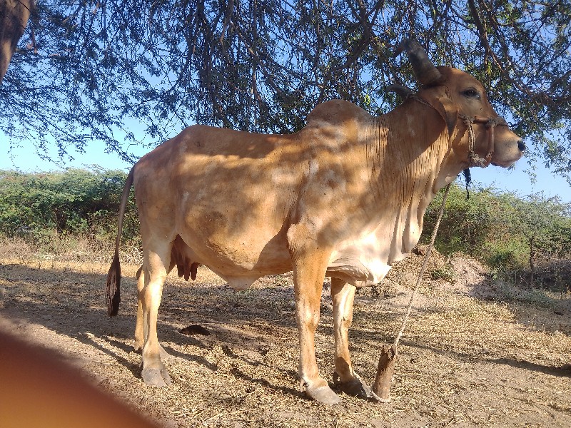 ગાય