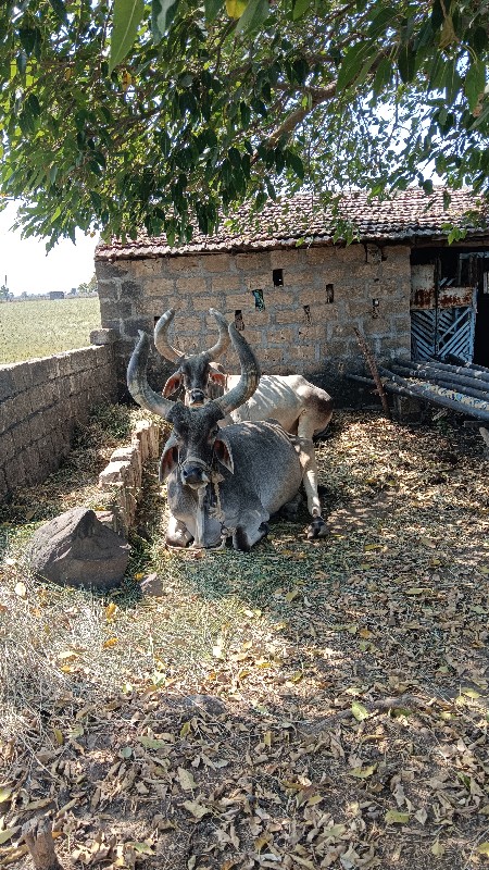 બળદ