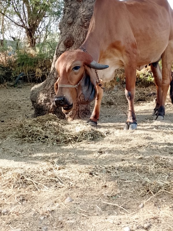 ગાય દેશી