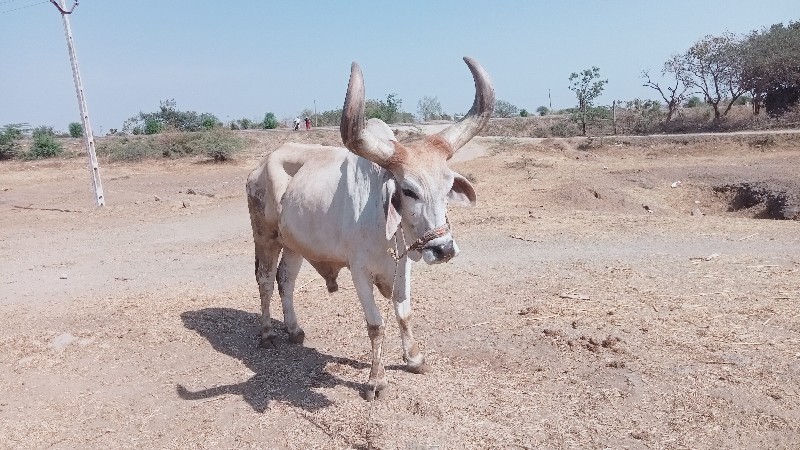 ભરત વેચવાનો છે...