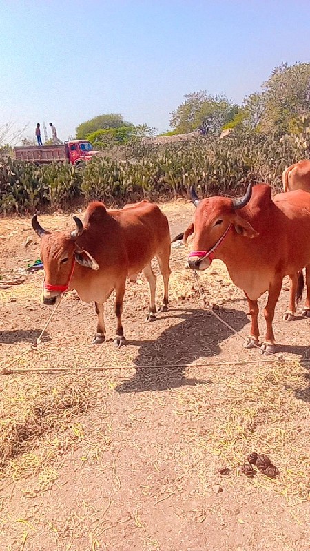 ગોધલા