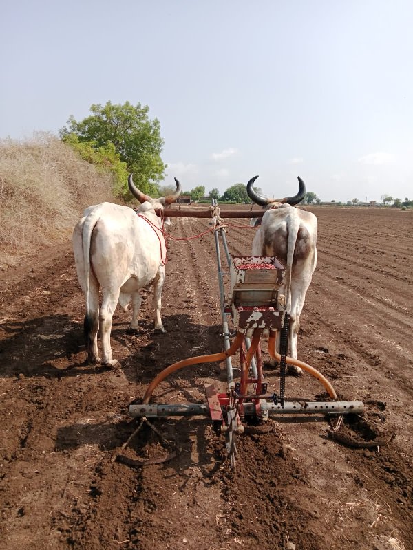 બળદ વેચવાના છે