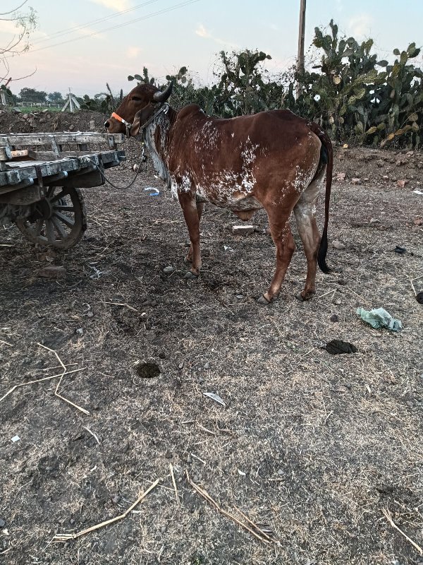 ગીર હોડકી વેચવા...