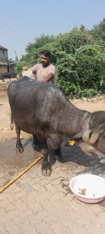 તબેલો વેચવાનો છ...