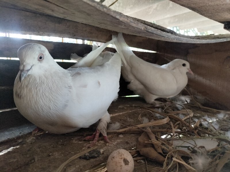 2 કબુતર નો જોટો...