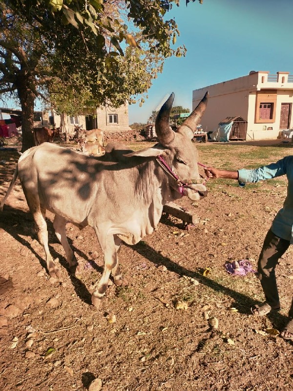 ગોઢલો  વેચવા નો...