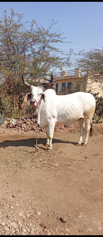 1 ગોધલો વેચવાનો